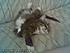 Click image for larger version. 

Name:	chessie001.jpg 
Views:	65 
Size:	6.1 KB 
ID:	53040