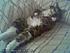 Click image for larger version. 

Name:	chessie023.jpg 
Views:	73 
Size:	6.4 KB 
ID:	53041