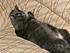 Click image for larger version. 

Name:	smokey034.jpg 
Views:	55 
Size:	669.5 KB 
ID:	53053