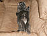 Click image for larger version. 

Name:	smokey048.jpg 
Views:	58 
Size:	716.9 KB 
ID:	53054