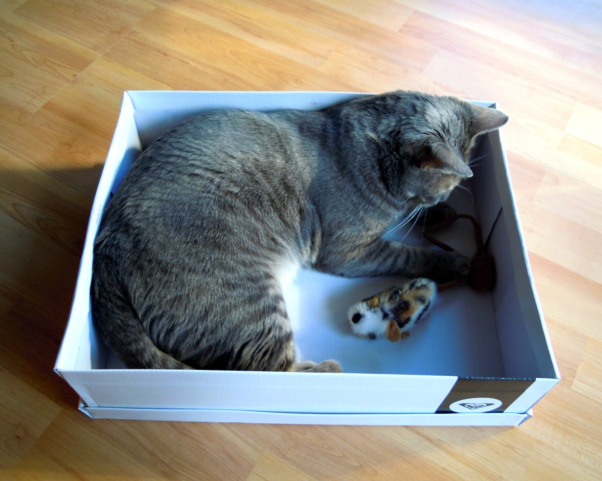 Eve and mouse in box Mar 21 2012