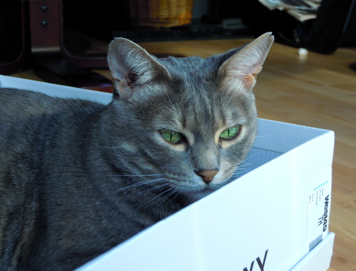 Eve in box 1 Mar 21 2012