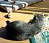 Click image for larger version. 

Name:	Eve and Mouse Mar 21 2012.JPG 
Views:	66 
Size:	399.9 KB 
ID:	53074