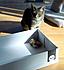 Click image for larger version. 

Name:	Eve thinking about mouse Mar 21 2012.JPG 
Views:	75 
Size:	261.5 KB 
ID:	53075
