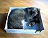 Click image for larger version. 

Name:	Eve and mouse in box Mar 21 2012.JPG 
Views:	54 
Size:	304.0 KB 
ID:	53078