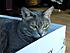Click image for larger version. 

Name:	Eve in box 1 Mar 21 2012.JPG 
Views:	53 
Size:	263.3 KB 
ID:	53083