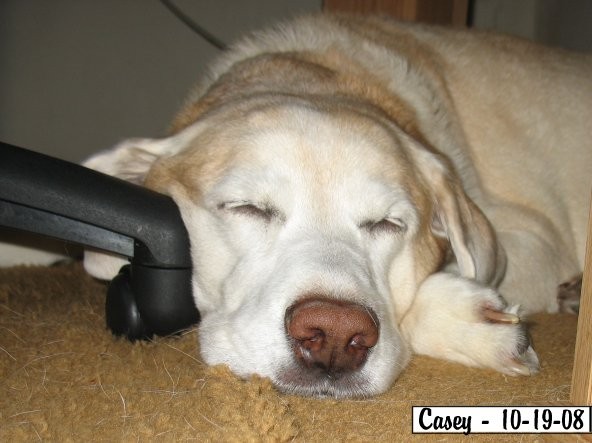 Name:  Copy (3) of sleepy-casey-10-18-08.jpg
Views: 95
Size:  56.7 KB