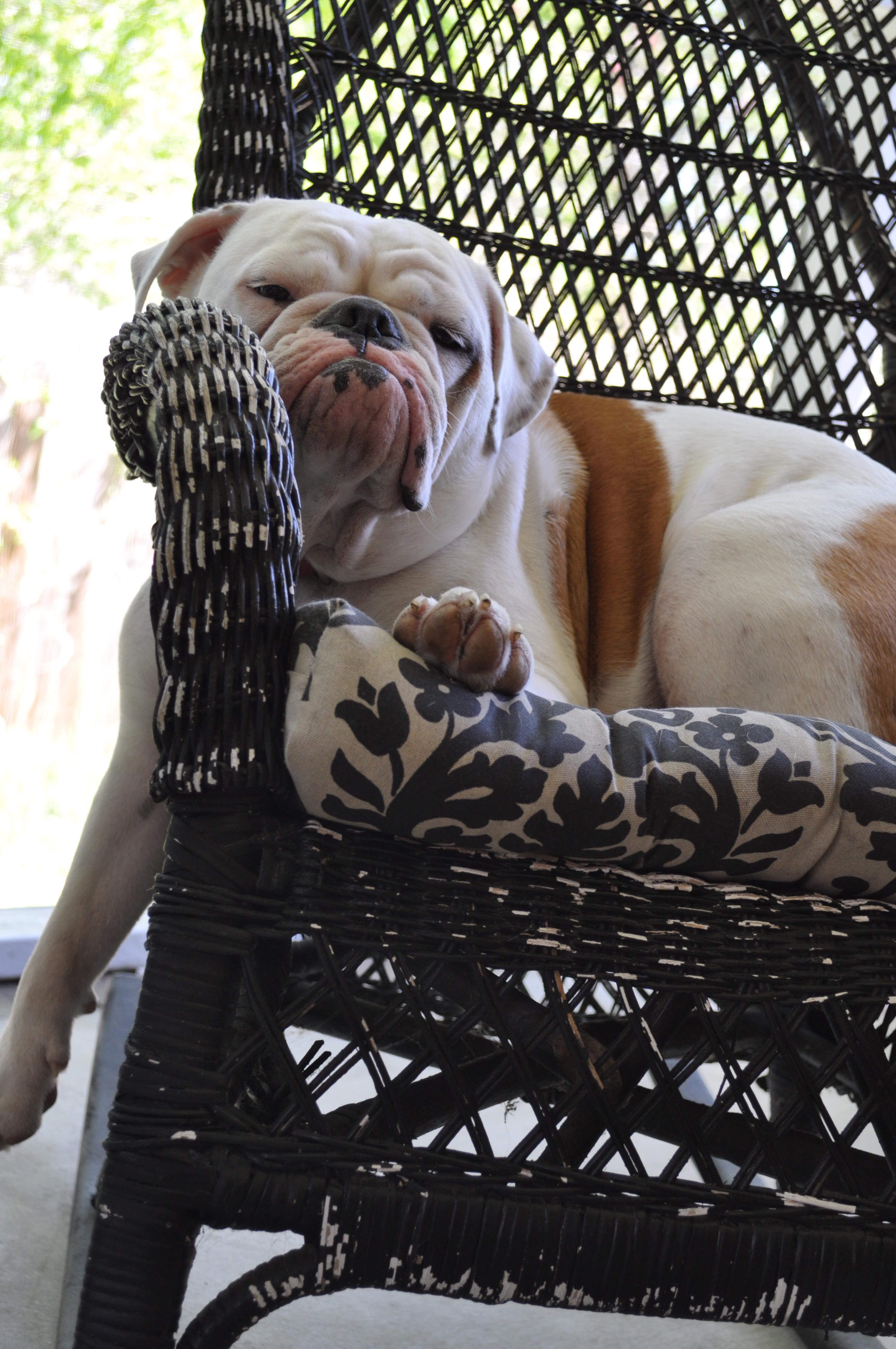 Rucca lounging on the porch