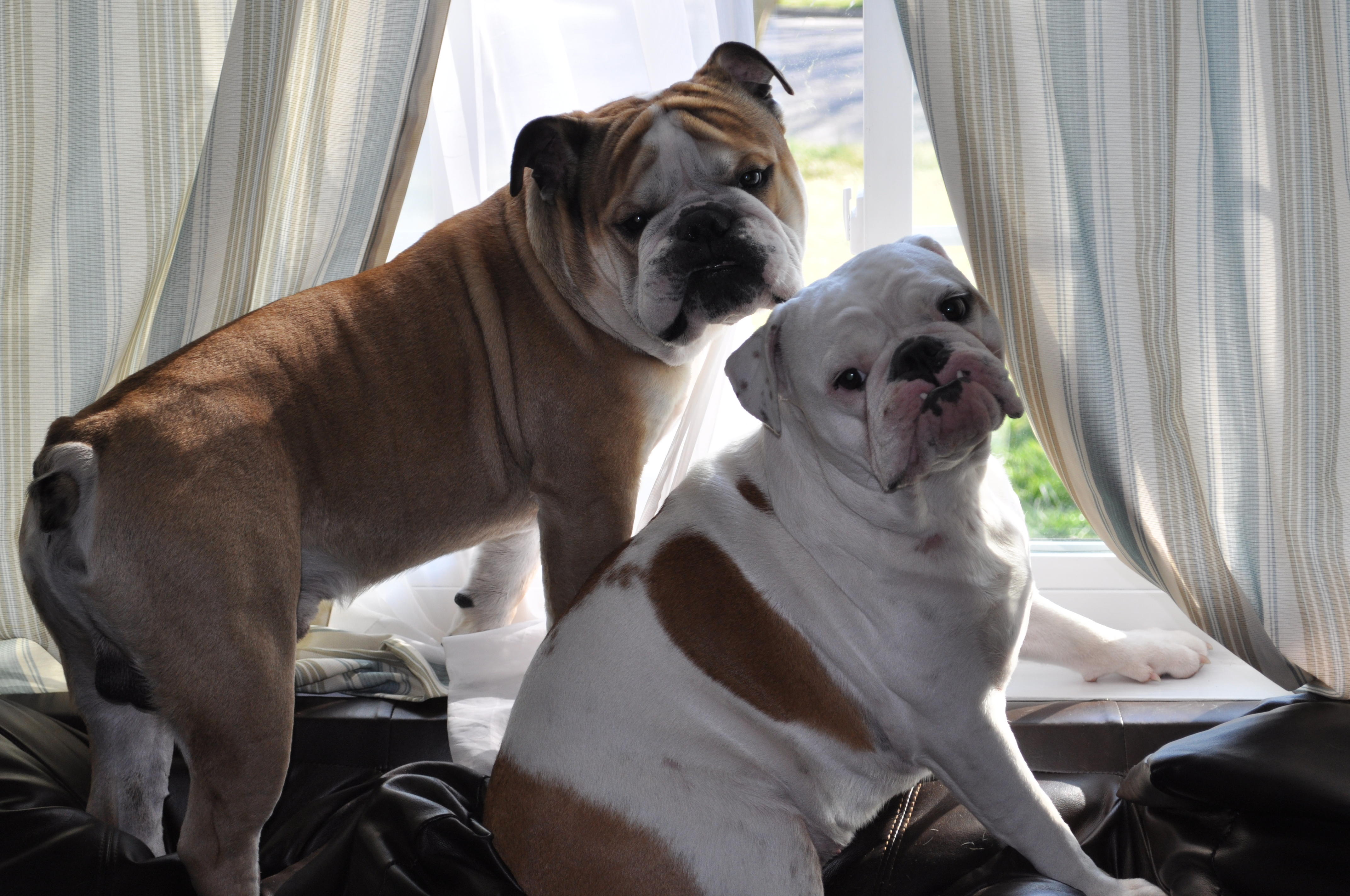 my babies in their window seat