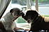bully love <3