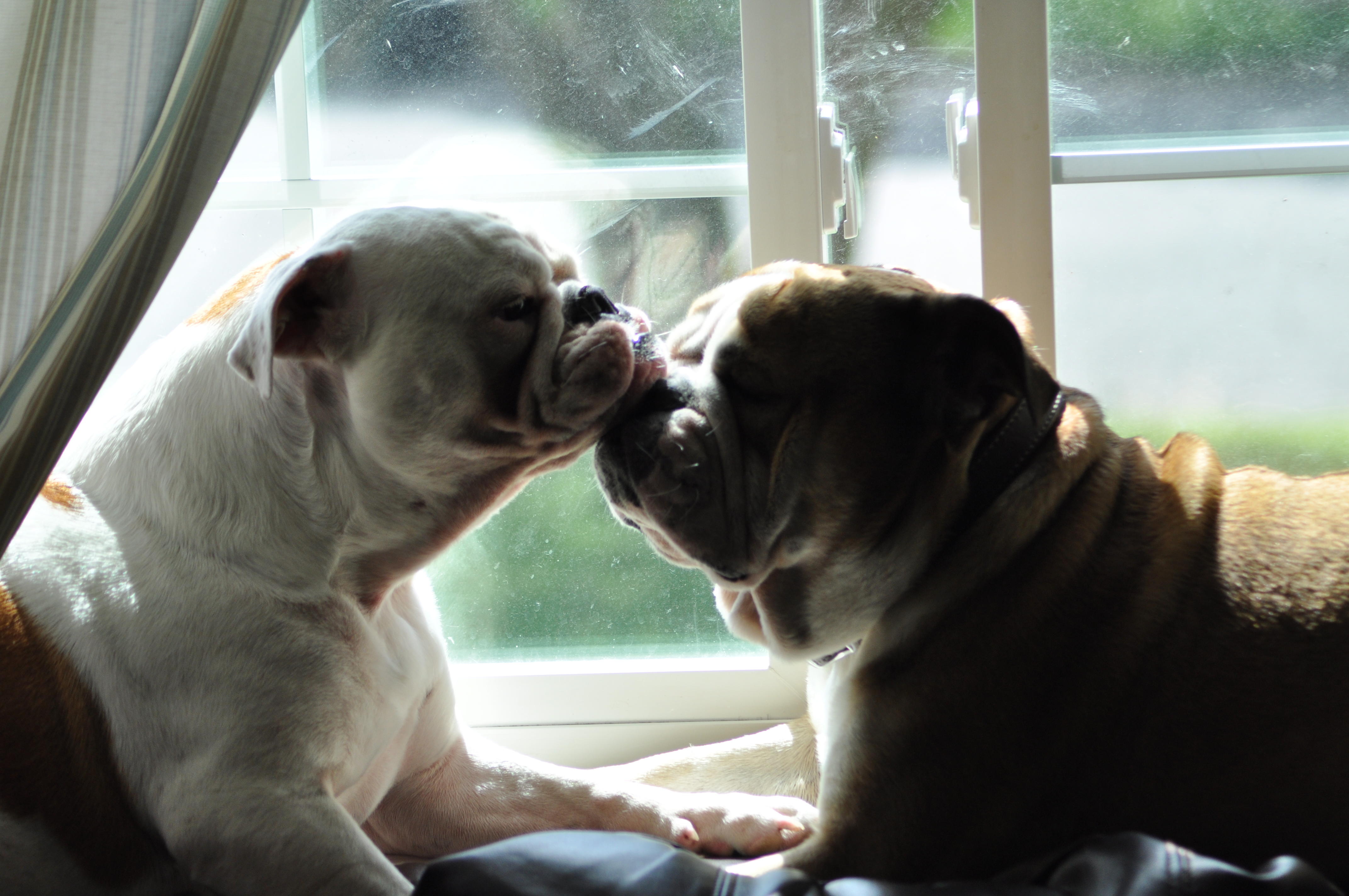 bully love <3