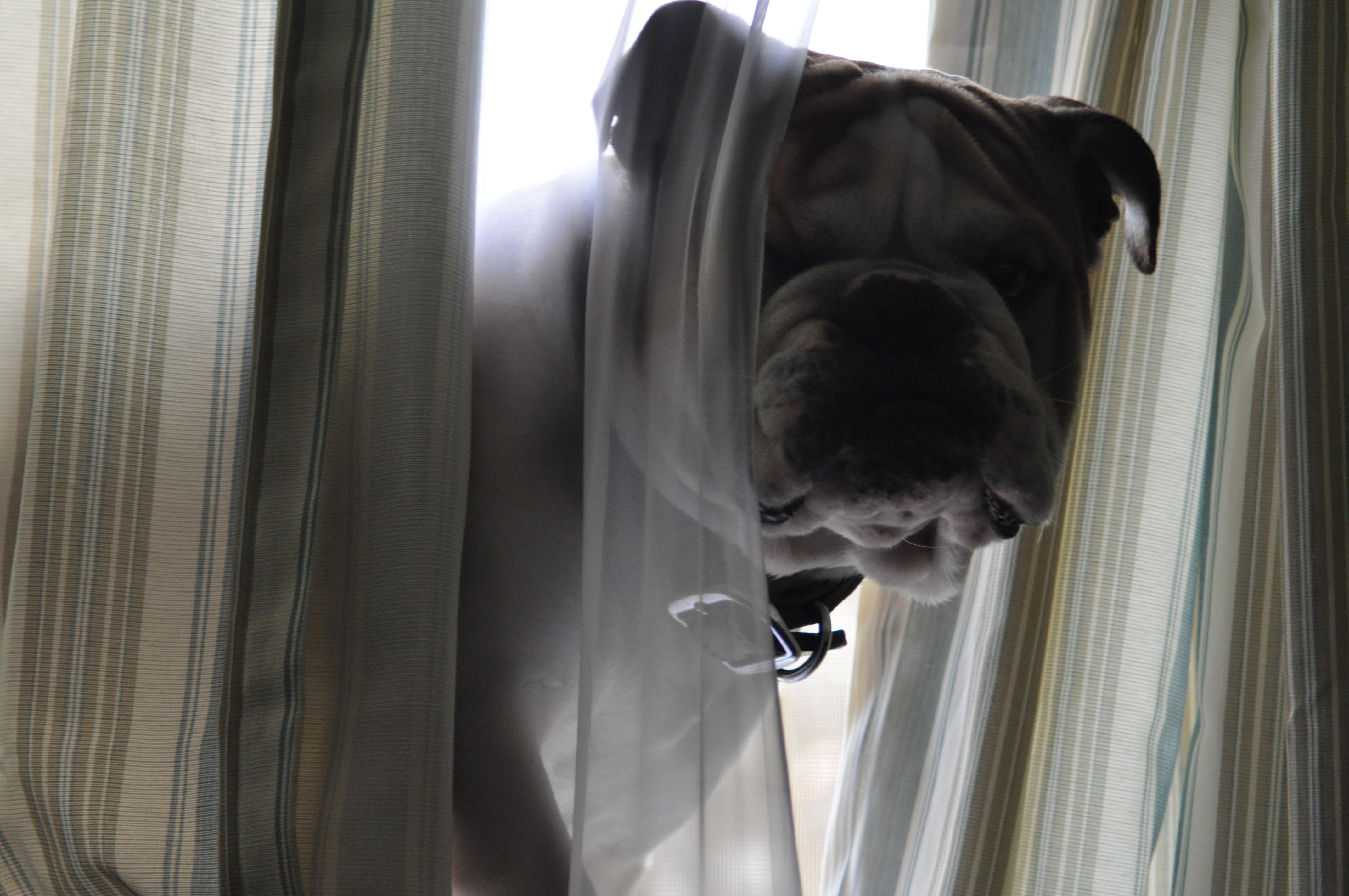 playing peek-a-boo