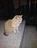 Click image for larger version. 

Name:	4-4-12_Park_stray_cat_1.jpg 
Views:	134 
Size:	25.9 KB 
ID:	53212