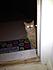 Click image for larger version. 

Name:	4-4-12_Park_stray_cat_2.jpg 
Views:	119 
Size:	14.7 KB 
ID:	53213
