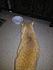 Click image for larger version. 

Name:	4-4-12_Prak_Stray_cat_2.jpg 
Views:	114 
Size:	22.7 KB 
ID:	53214