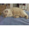Name:  siamesenj.jpg
Views: 140
Size:  23.3 KB