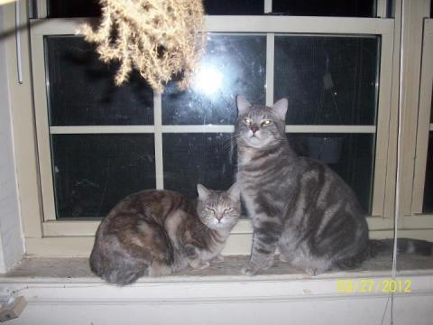 Name: cats.jpg
Views: 81
Size: 34.6 KB