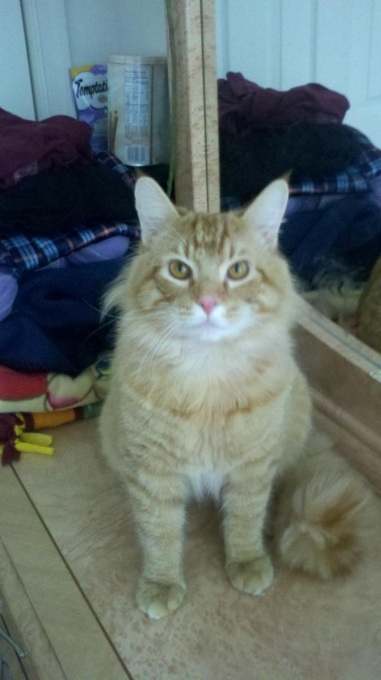 Name:  oldbridgecat.jpg
Views: 178
Size:  69.9 KB