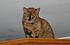 Click image for larger version. 

Name:	Bibette on top.jpg 
Views:	105 
Size:	427.9 KB 
ID:	53293