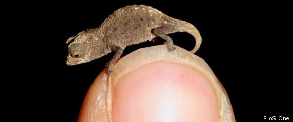 Name:  Brookesia Micra.jpg
Views: 176
Size:  17.9 KB