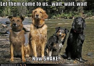 Name:  dogsshake.jpg
Views: 7947
Size:  29.3 KB