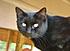 Click image for larger version. 

Name:	ShebaDirtyChin-367x265.jpg 
Views:	87 
Size:	13.3 KB 
ID:	53379