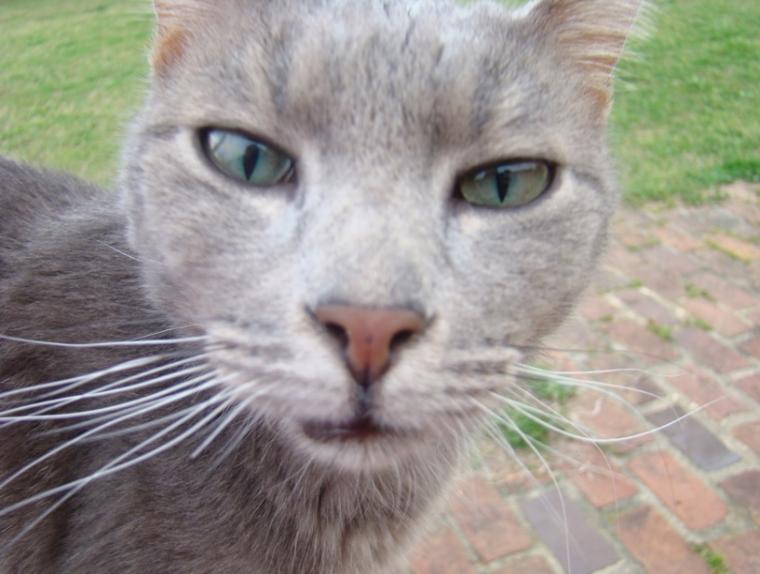 Name:  CougarFaceClose-760x574.jpg
Views: 218
Size:  51.3 KB