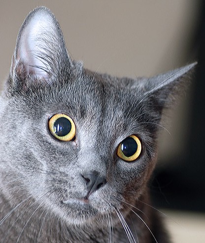 graynosekitty