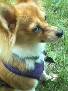 Name:  snappy.my favorite picture of Snappy.jpg
Views: 119
Size:  33.1 KB
