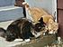 Click image for larger version. 

Name:	Sgt Pepper and Simone.jpg 
Views:	53 
Size:	142.2 KB 
ID:	53448