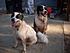 Click image for larger version. 

Name:	dirty dogs.jpg 
Views:	66 
Size:	1.03 MB 
ID:	53451