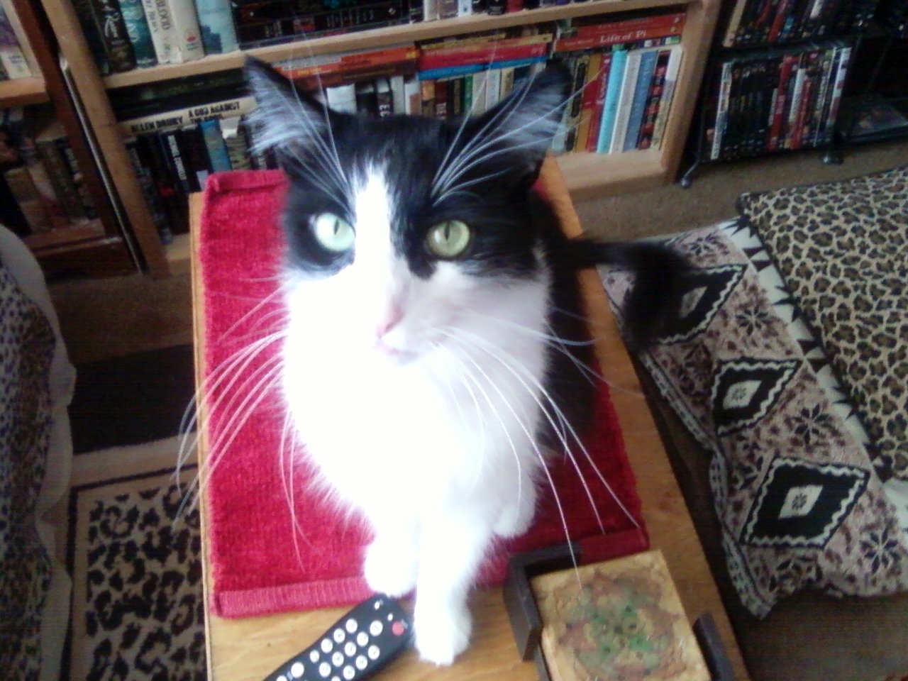 Whiskers on coffee table