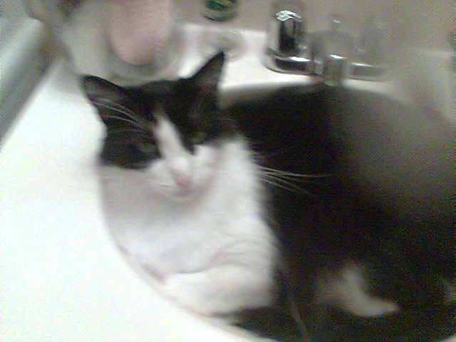 Whiskers in bathroom sink
