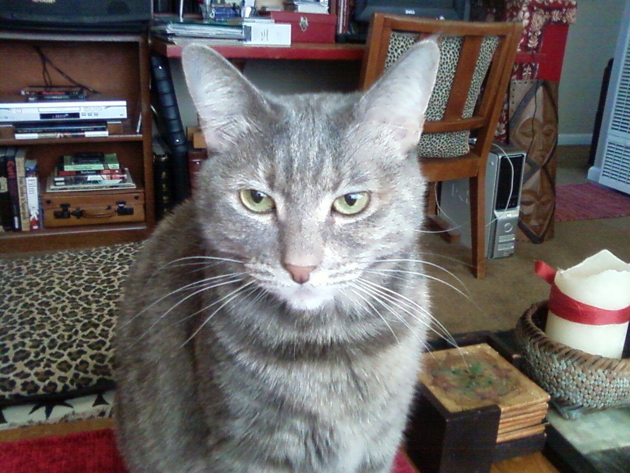 Dust Bunny on coffee table