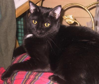 Miette on Chair