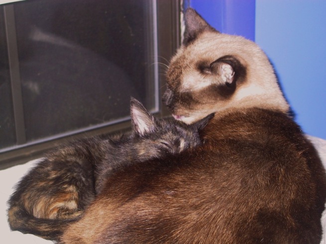 Cami sleeping on Koji