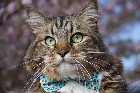 Name:  hank for president.jpg
Views: 118
Size:  101.1 KB
