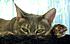 Click image for larger version. 

Name:	Eve 6 May 12 2012.JPG 
Views:	49 
Size:	230.1 KB 
ID:	53538