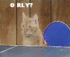Click image for larger version. 

Name:	ping pong cats.gif 
Views:	963 
Size:	185.7 KB 
ID:	53607