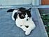 Click image for larger version. 

Name:	young tonka.jpg 
Views:	84 
Size:	133.6 KB 
ID:	53616