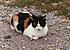 Click image for larger version. 

Name:	tonka.jpg 
Views:	89 
Size:	162.6 KB 
ID:	53618