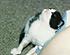 Click image for larger version. 

Name:	baby tonka #2.jpg 
Views:	42 
Size:	56.2 KB 
ID:	53623