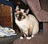 Click image for larger version. 

Name:	Pixie_Feb_2012.jpg 
Views:	76 
Size:	123.1 KB 
ID:	53646