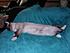 Click image for larger version. 

Name:	pixie_sick.jpg 
Views:	75 
Size:	35.9 KB 
ID:	53647