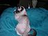 Click image for larger version. 

Name:	pixie1.jpg 
Views:	75 
Size:	34.4 KB 
ID:	53648