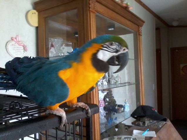 Name:  Rio.jpg
Views: 1475
Size:  36.1 KB