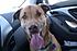 Click image for larger version. 

Name:	Jake in car.jpg 
Views:	121 
Size:	59.7 KB 
ID:	53703