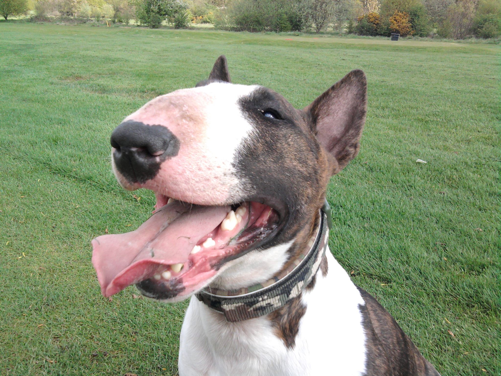 Quality monty panting