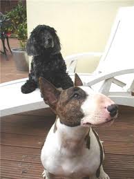 Monty n' Barney