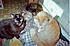 Click image for larger version. 

Name:	Blackie1.jpg 
Views:	53 
Size:	189.3 KB 
ID:	53754